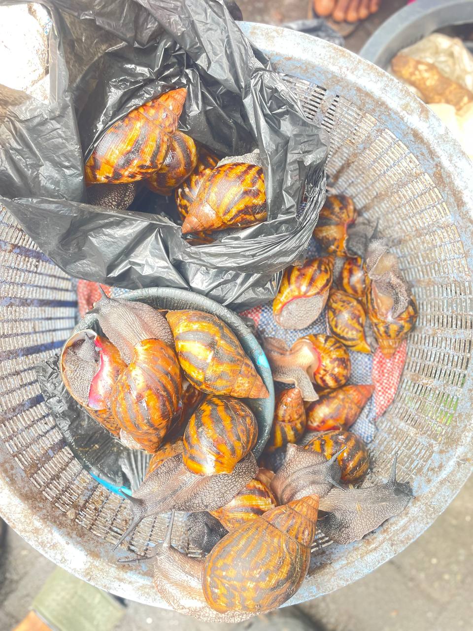 Fresh Snails