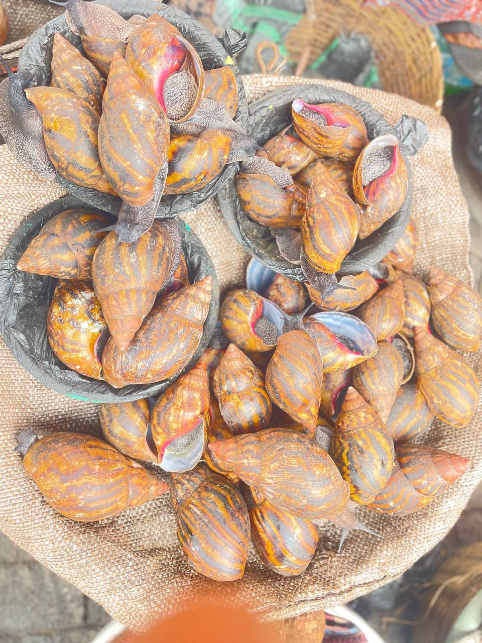 Fresh Snails 2
