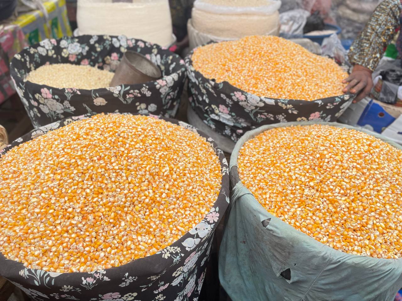 Dried Maize (Corn)