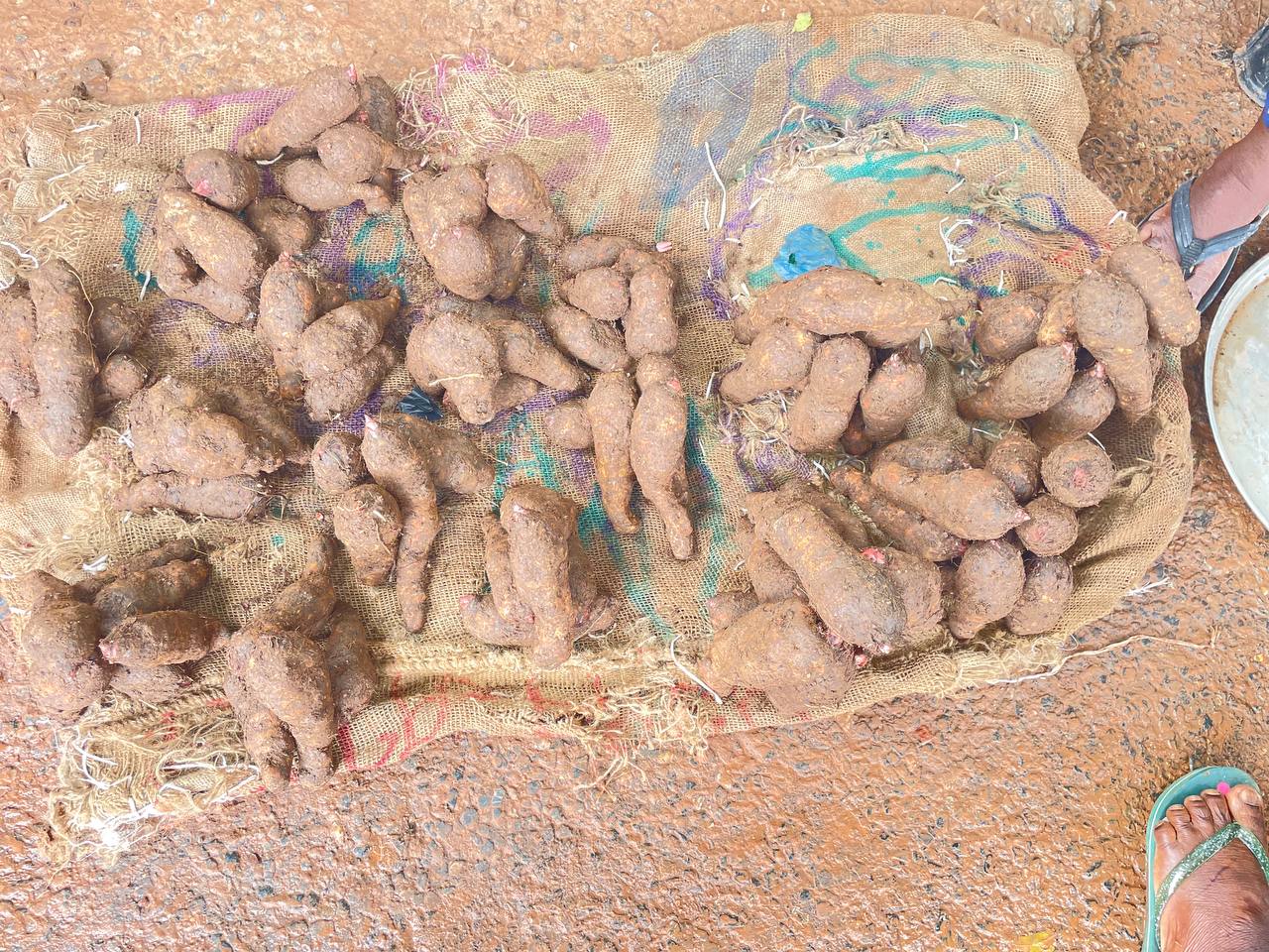 Cocoyam