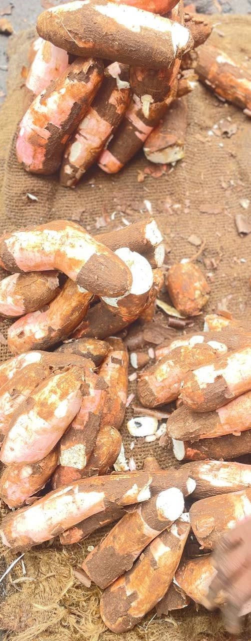 Fresh Cassava