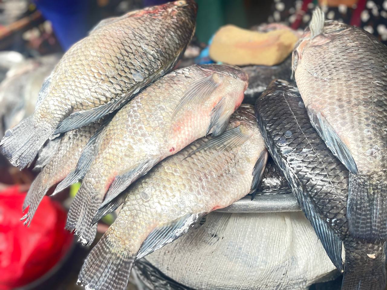 Fresh Tilapia