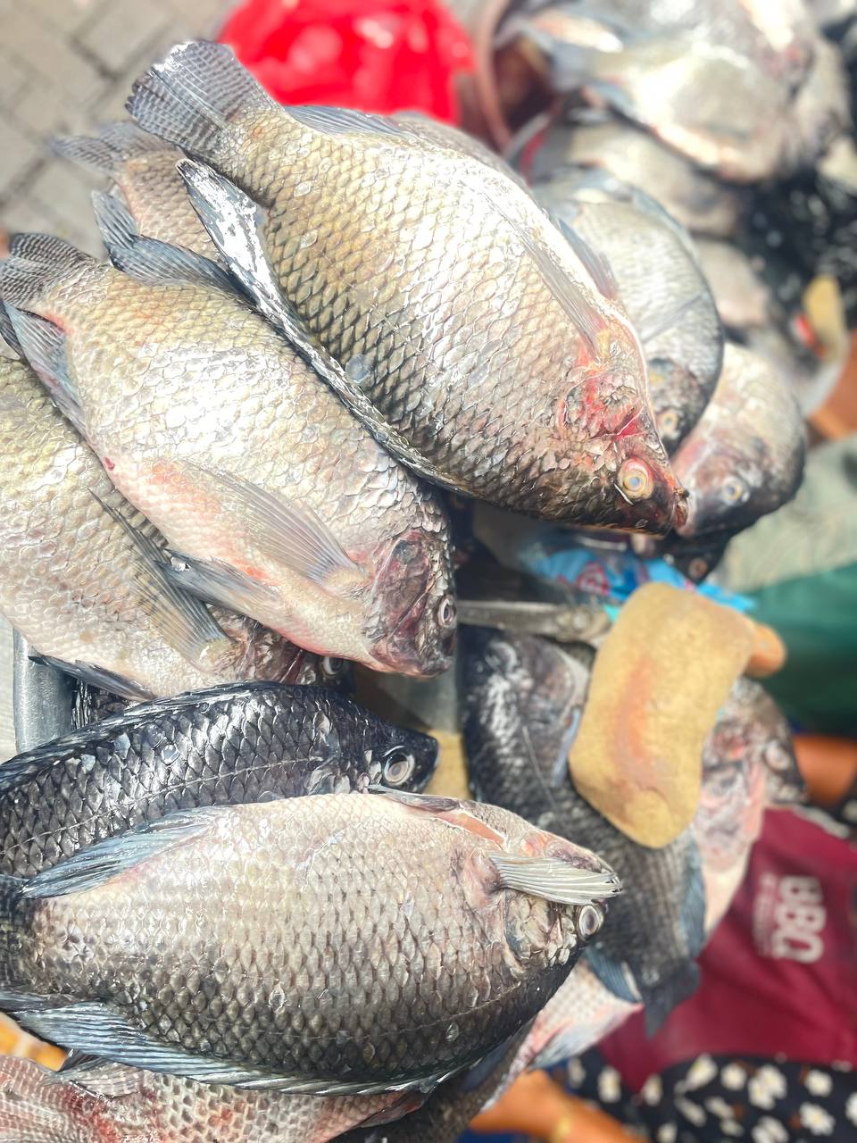 Fresh Tilapia 2