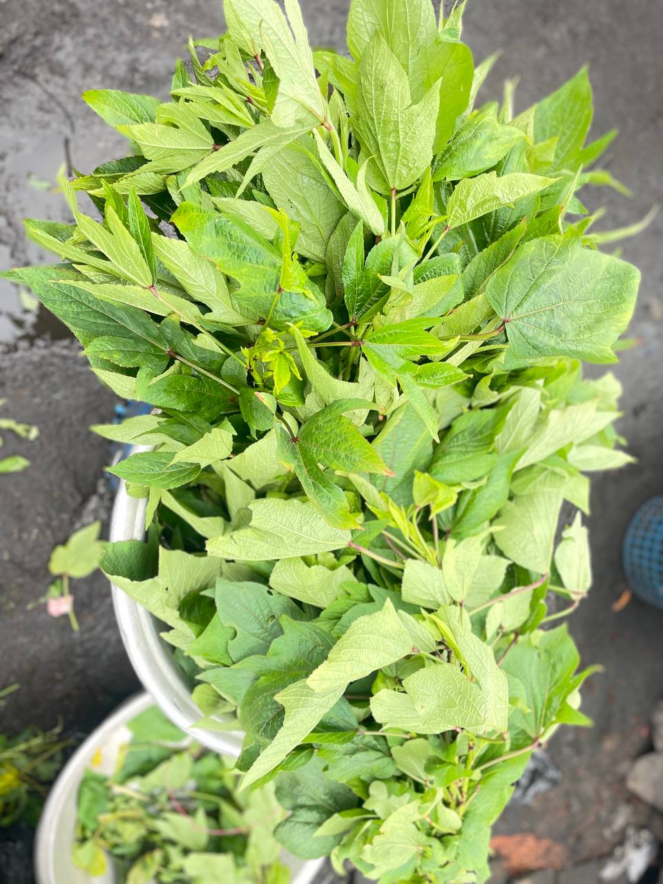 Alefu (Amaranth)