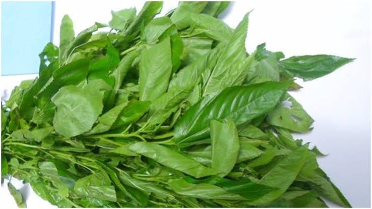Ayoyo Leaves
