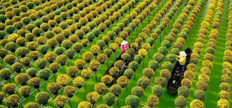 Toàn cảnh ruộng cúc mâm xôi Sa Đéc nhìn từ trên cao