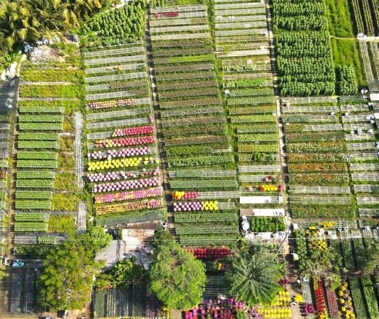 Vườn hoa nhìn từ trên cao chia thành ô