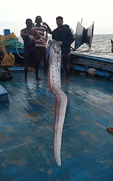 Rare Oarfish Spotted in Tamil Nadu: Is an Impending Disaster on the Horizon?