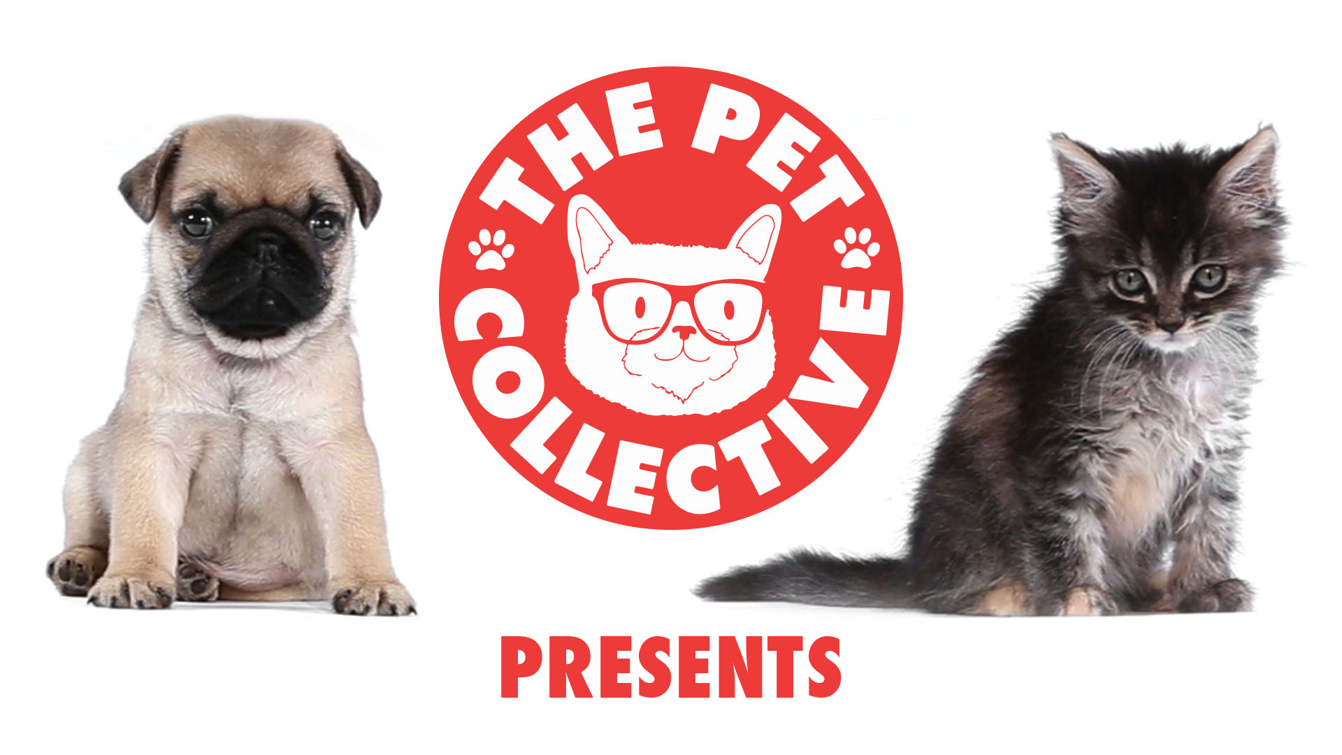 THE PET COLLECTIVE TV