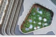 Does Canberra need a green roofs and walls policy?