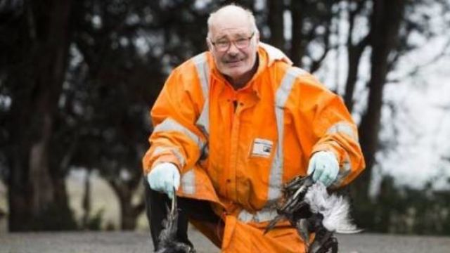How a plague of pigeons and their poo are ruining this property