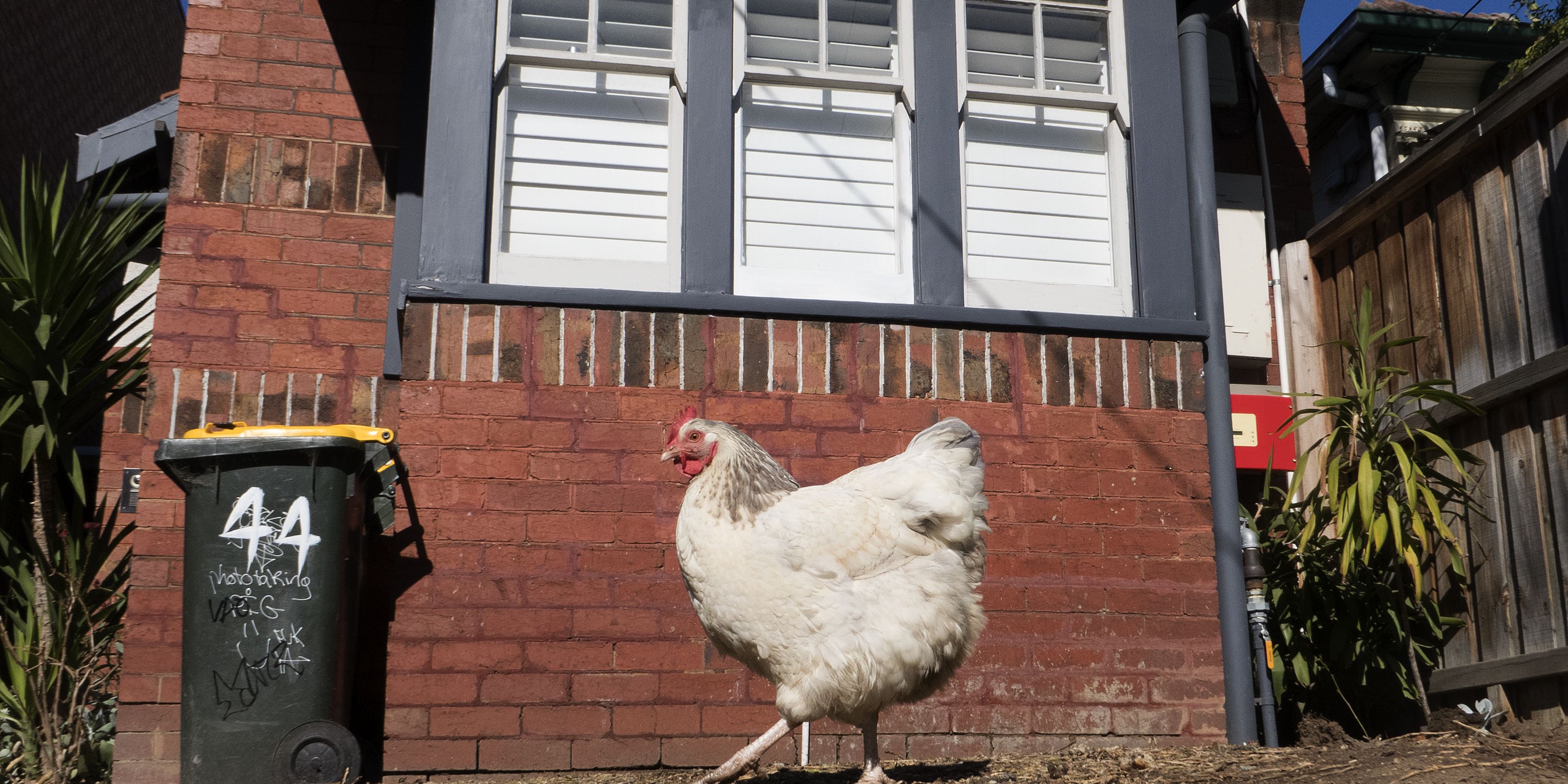 Your neighbour's backyard chickens could kill you