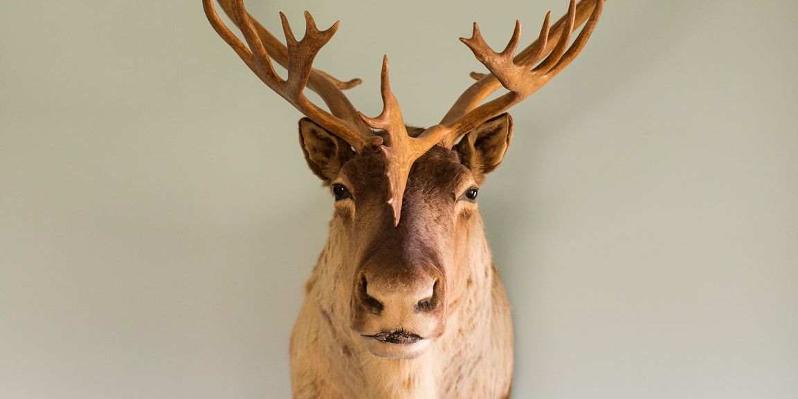 Freaky or fabulous? How I justify having taxidermy at home as an animal-lover