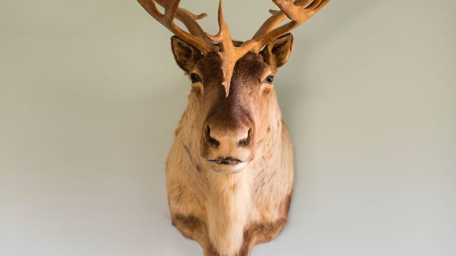 How I justify having taxidermy at home as an animal-lover