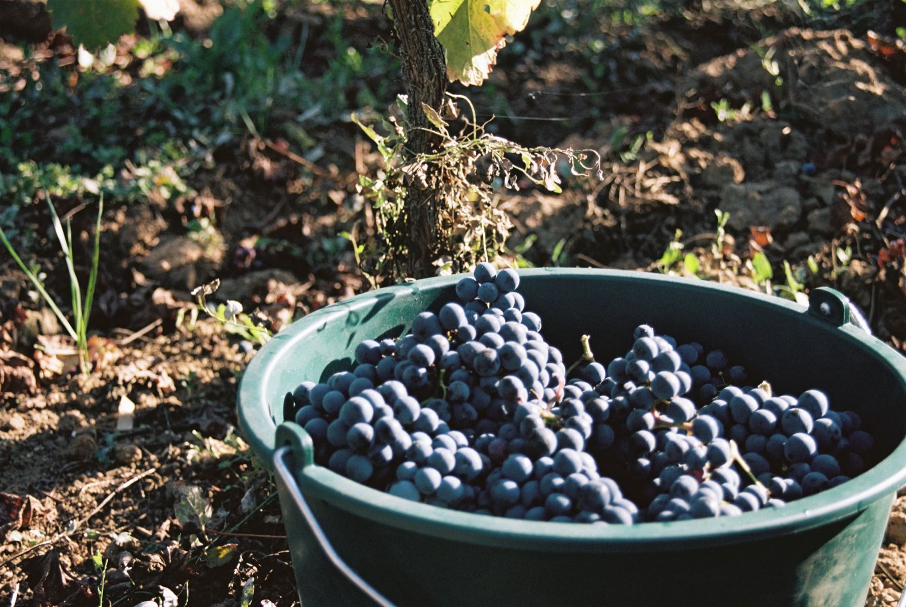 Domaine du Valbrun