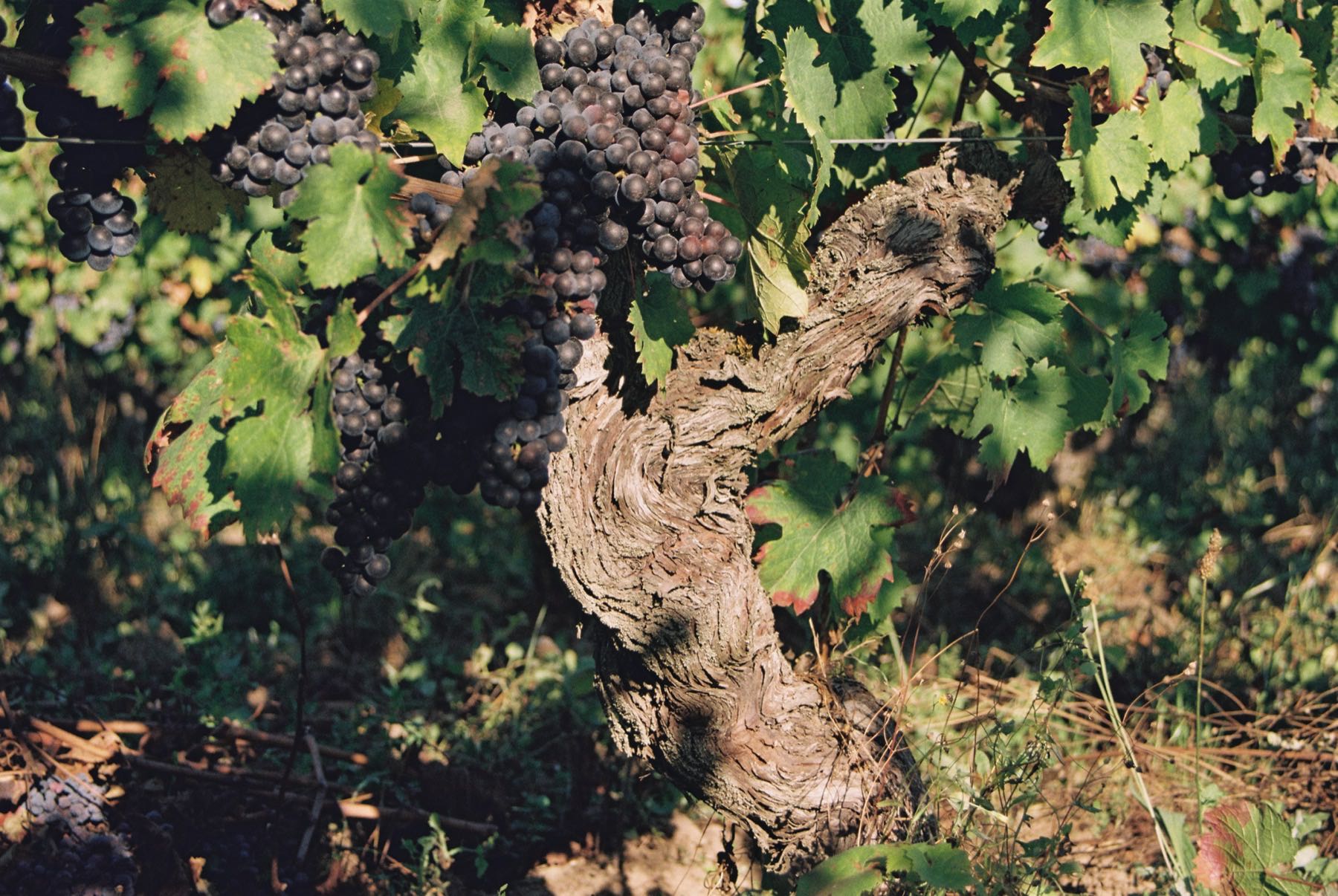 Domaine du Valbrun