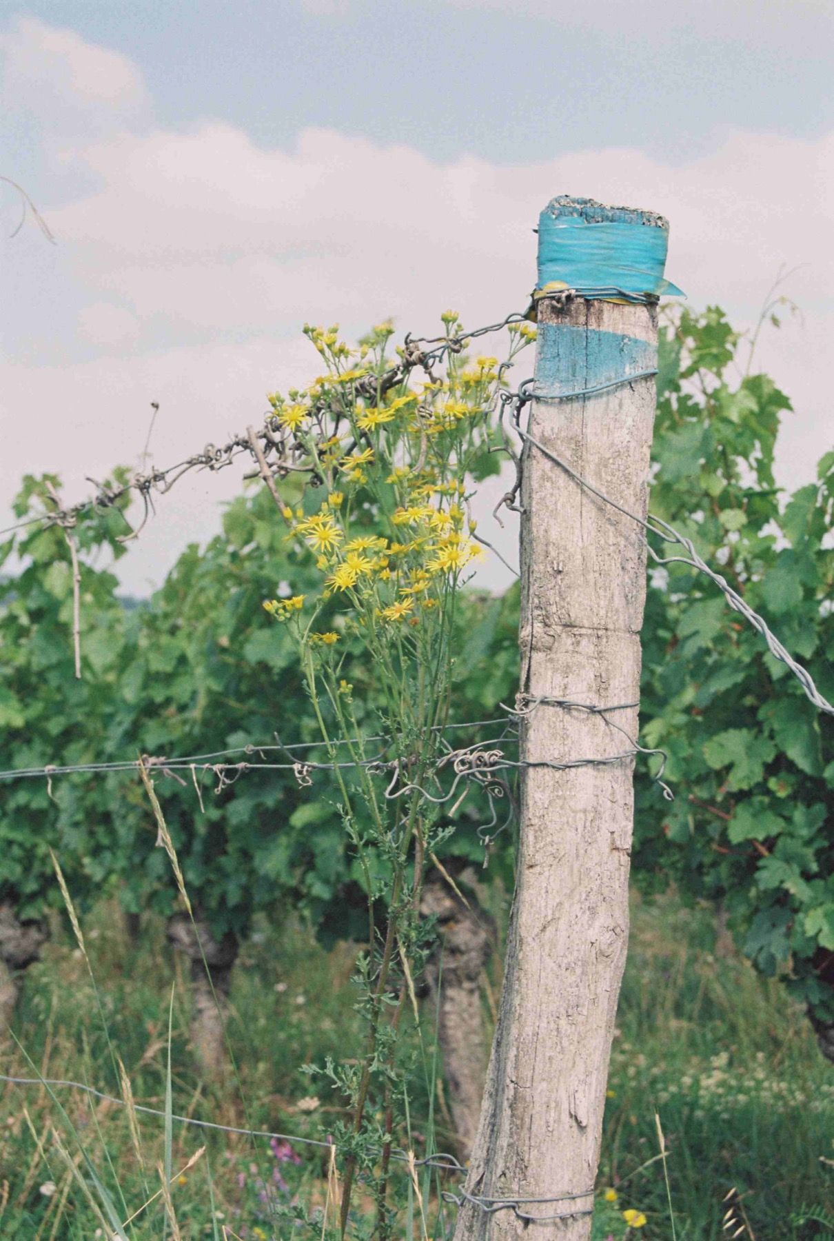 Domaine du Valbrun