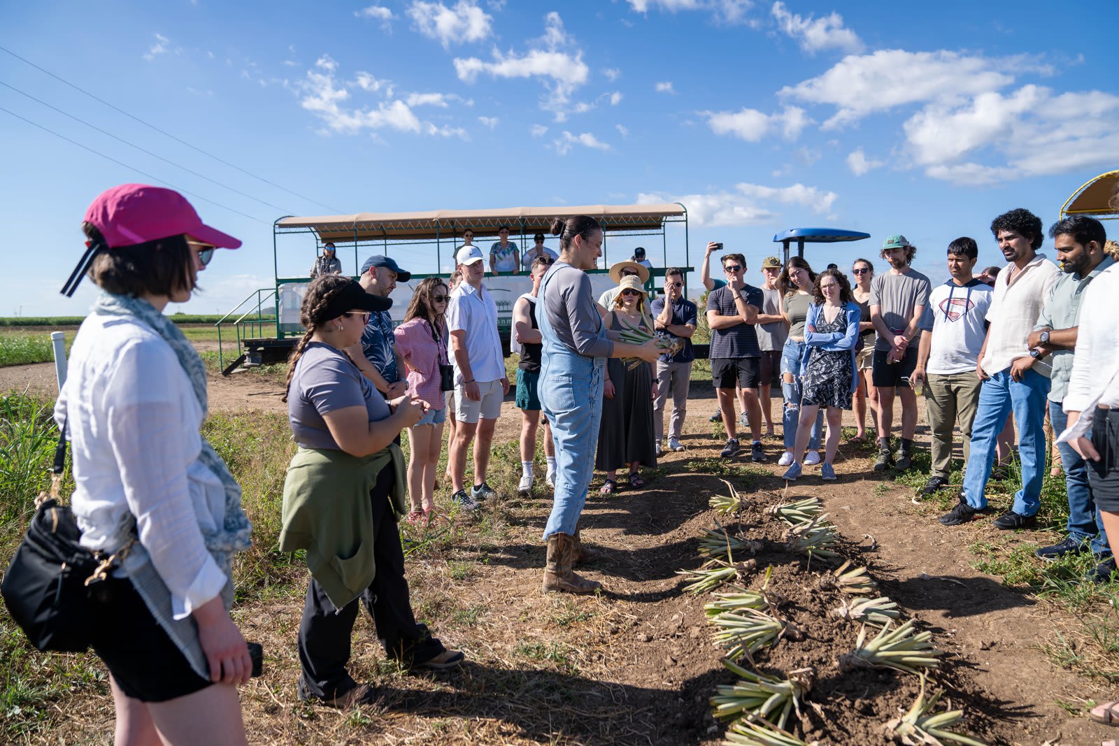 A large group of colleagues standing in a farm field listening to a guide beside rows of planted pineapple tops