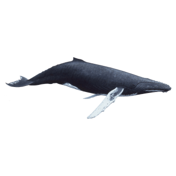 Whale 