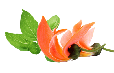 About Tulsi Soap