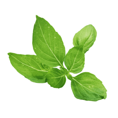 About Tulsi Ark
