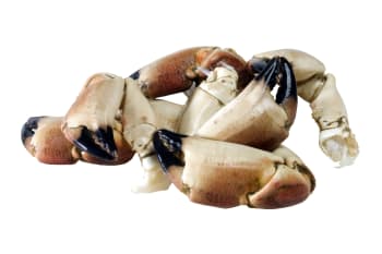 Krabbeklør store 8/12