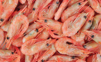 Reker 70/90 5kg frys