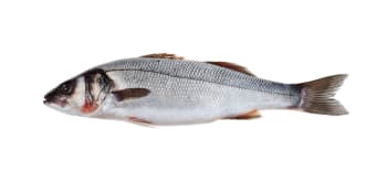 Seabass hel oppdrett 400-600g