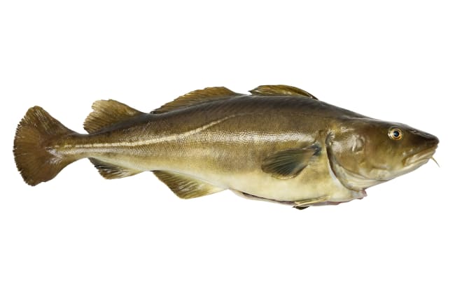 Torsk 2-4 m/hode oppdrett