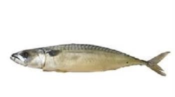 Makrell hel kaldrøkt