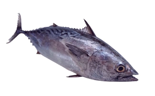 Tunfisk bluefin hel m/hode import