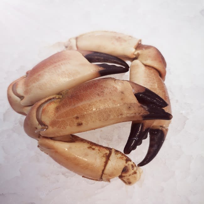 Krabbeklør konge 4/8