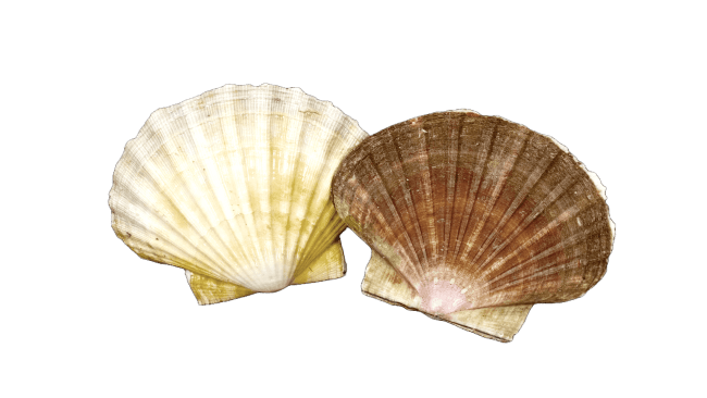 Kamskjell levende Superior