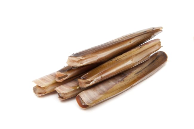 Knivskjell nett import