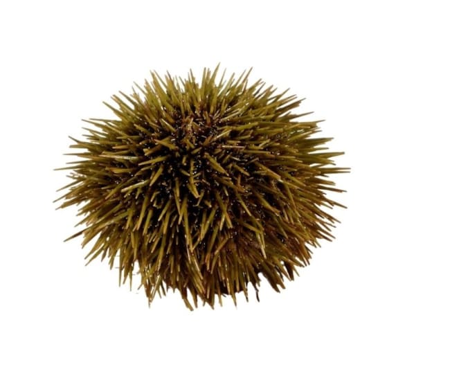 Kråkeboller grønne