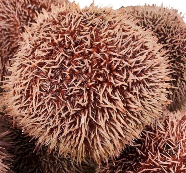 Kråkeboller røde levende stk