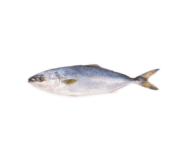 Yellowtail Kingfish (Hiramasa) hel 3-4