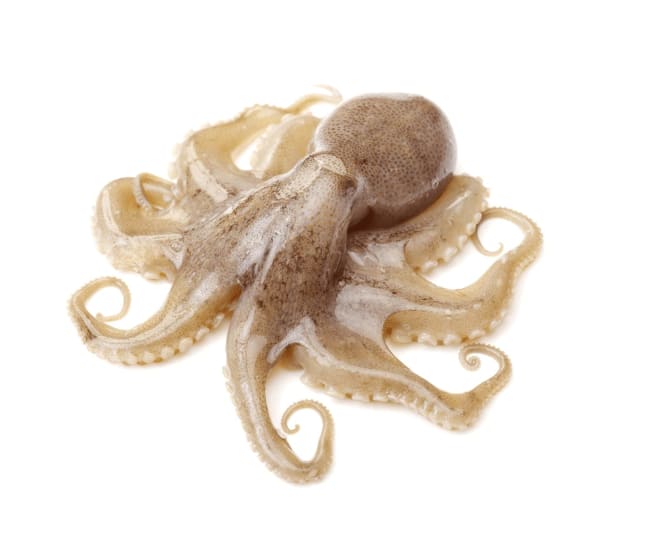 Octopus Pulpo 1-2kg frys