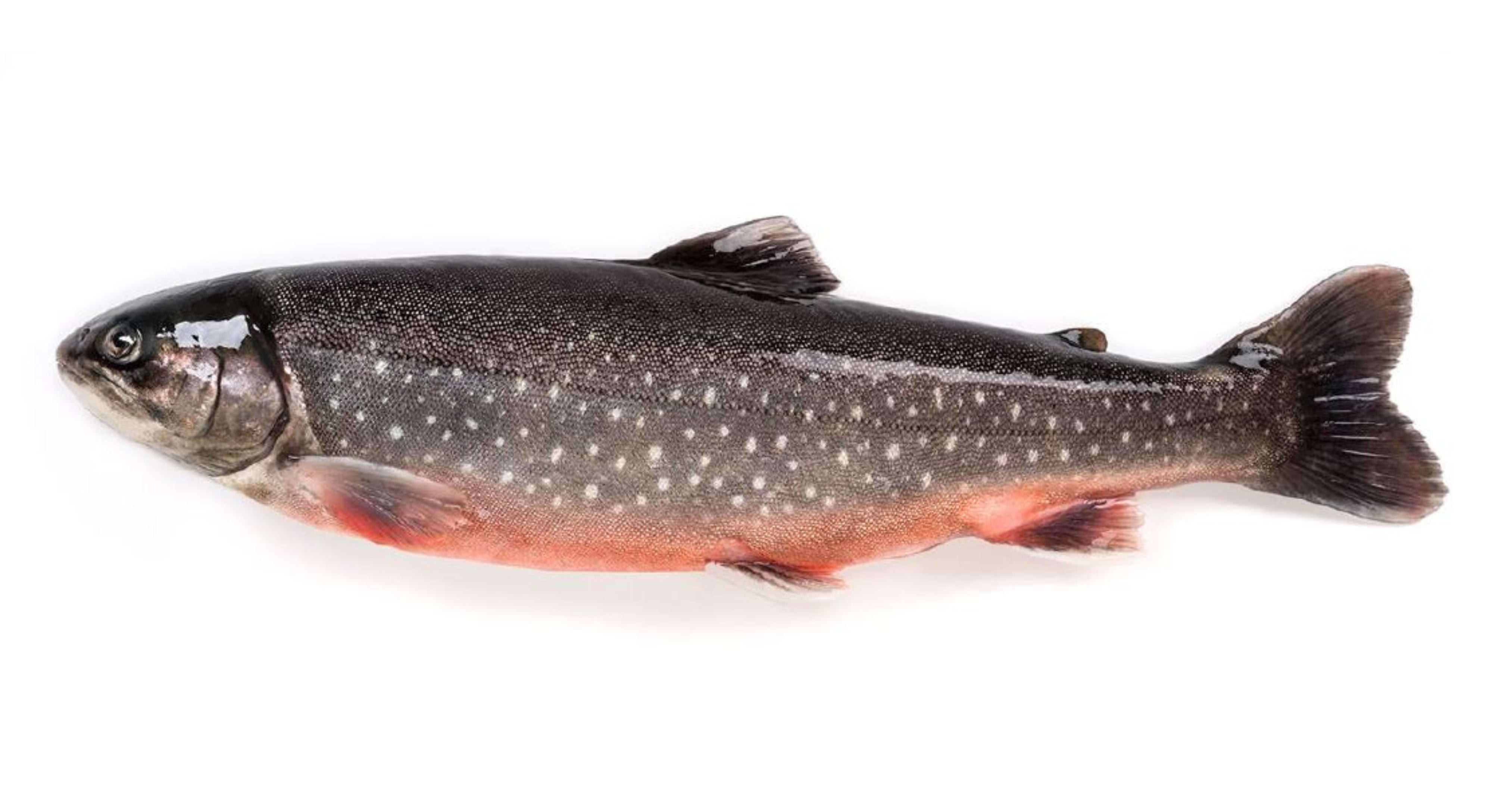 Røye - Fersk fisk hver dag
