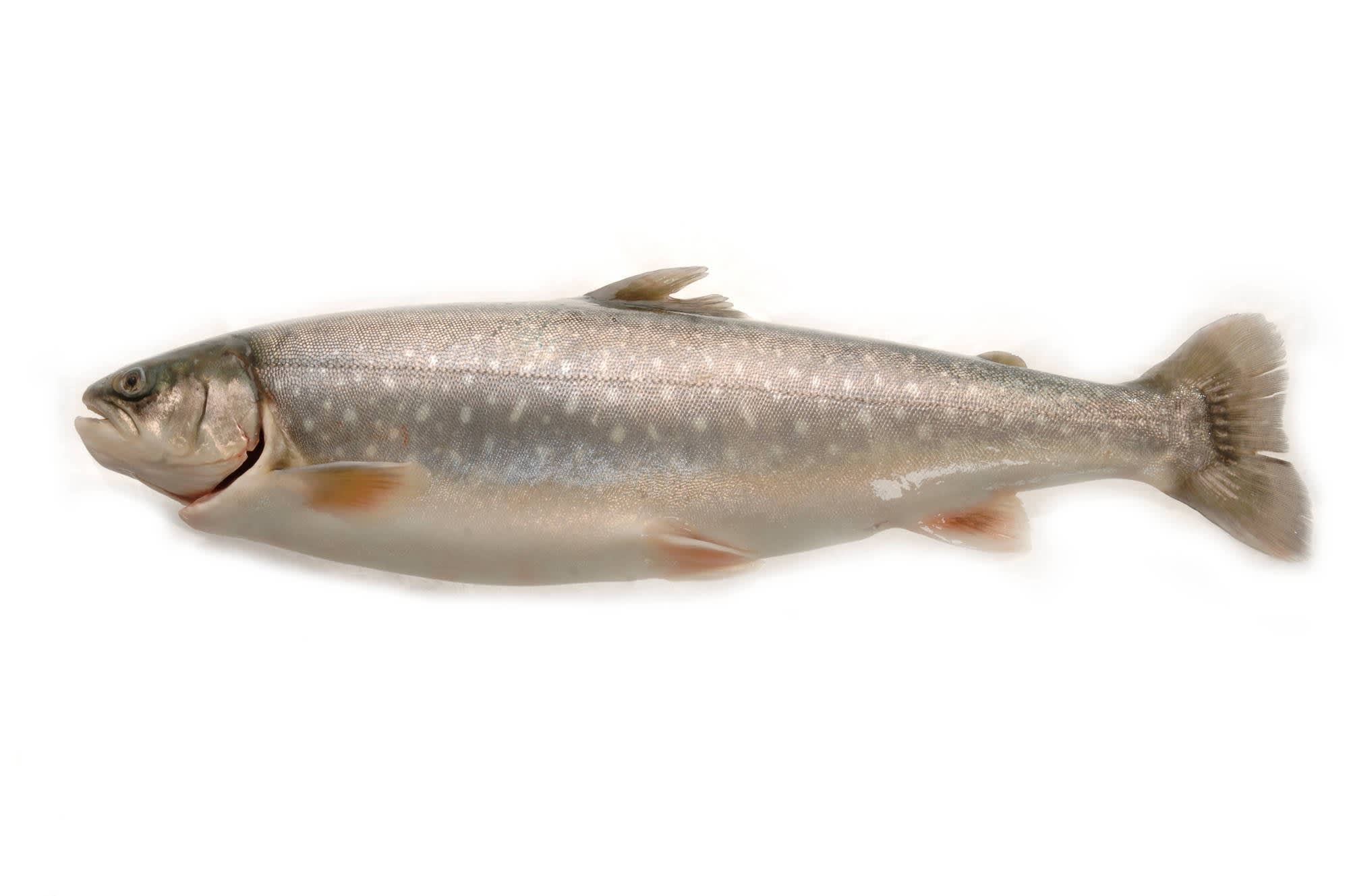 Ishavsr ye 5kg Fersk Fisk Hver Dag