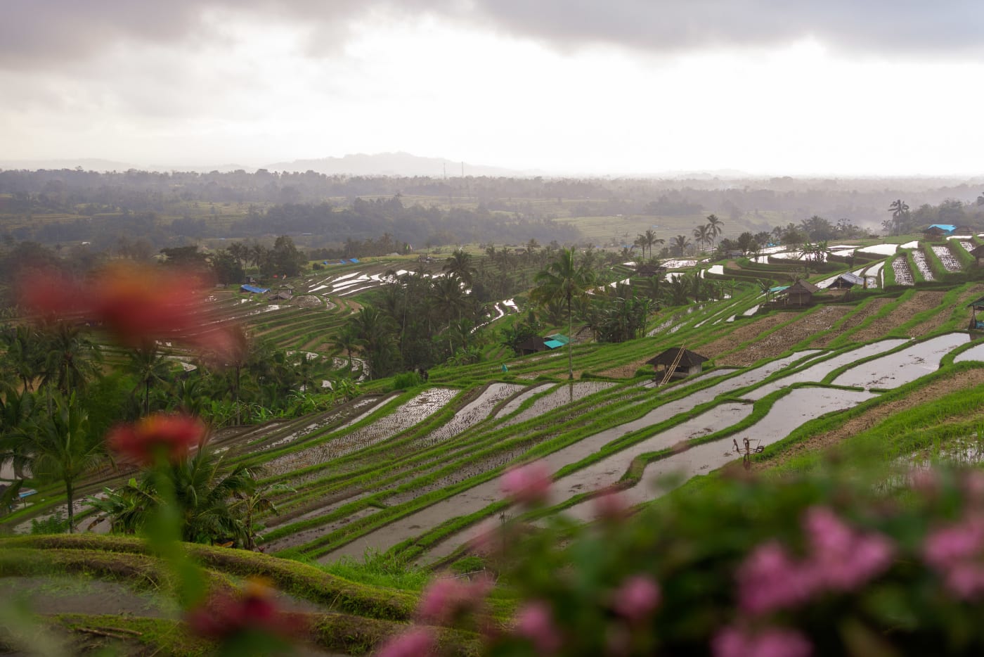 Bali Grief Trip: June 2025