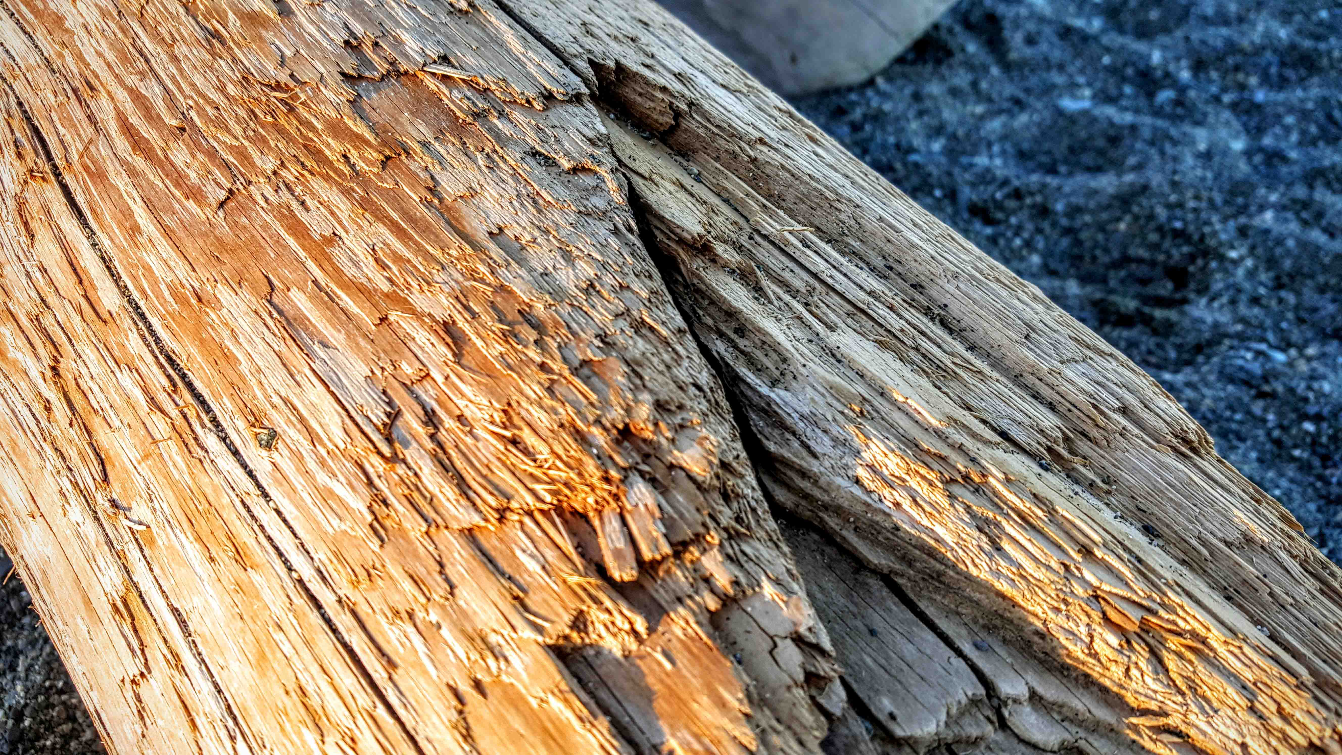 Logs at the beach