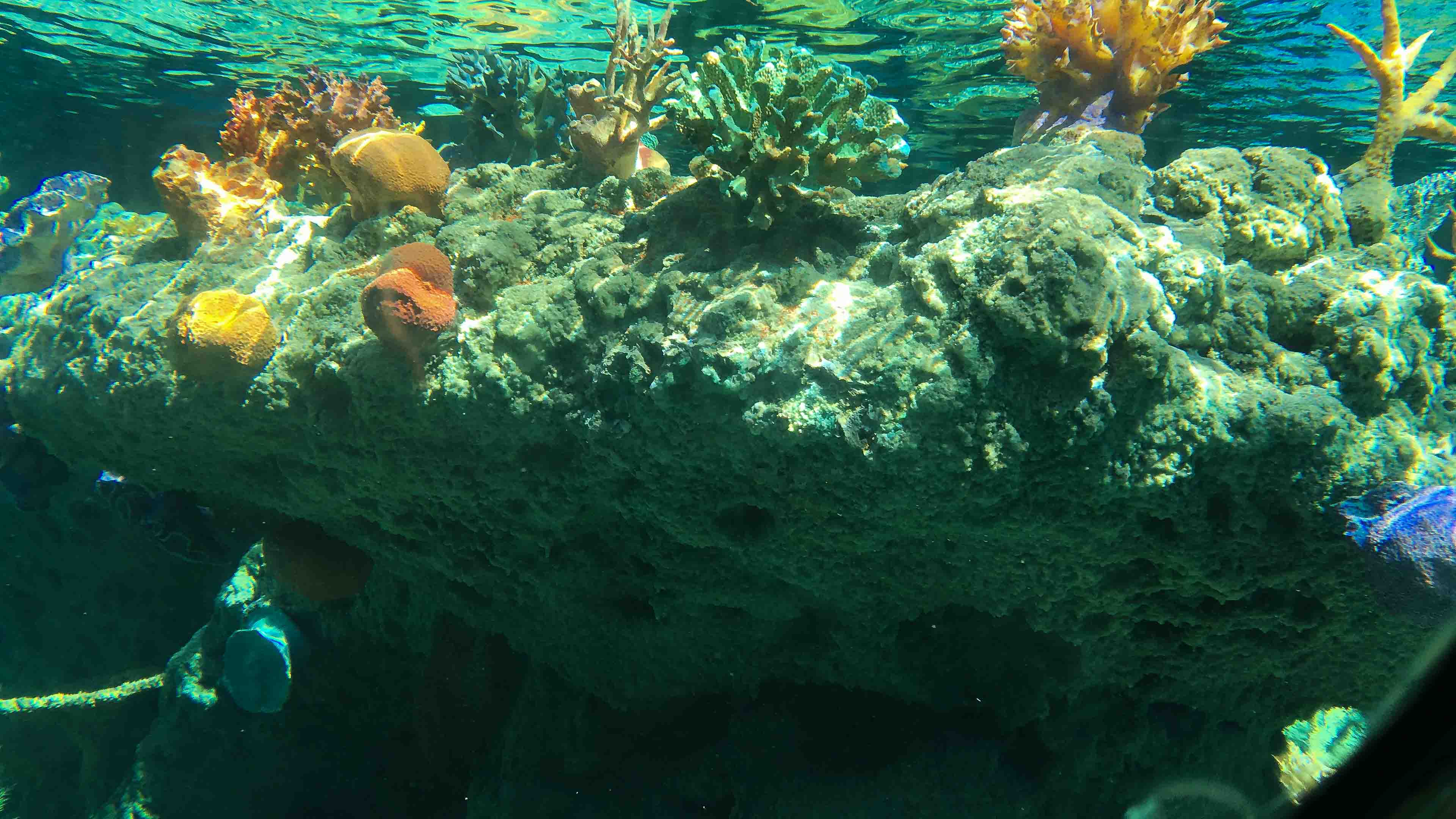 The Finding Nemo Submarine Voyage