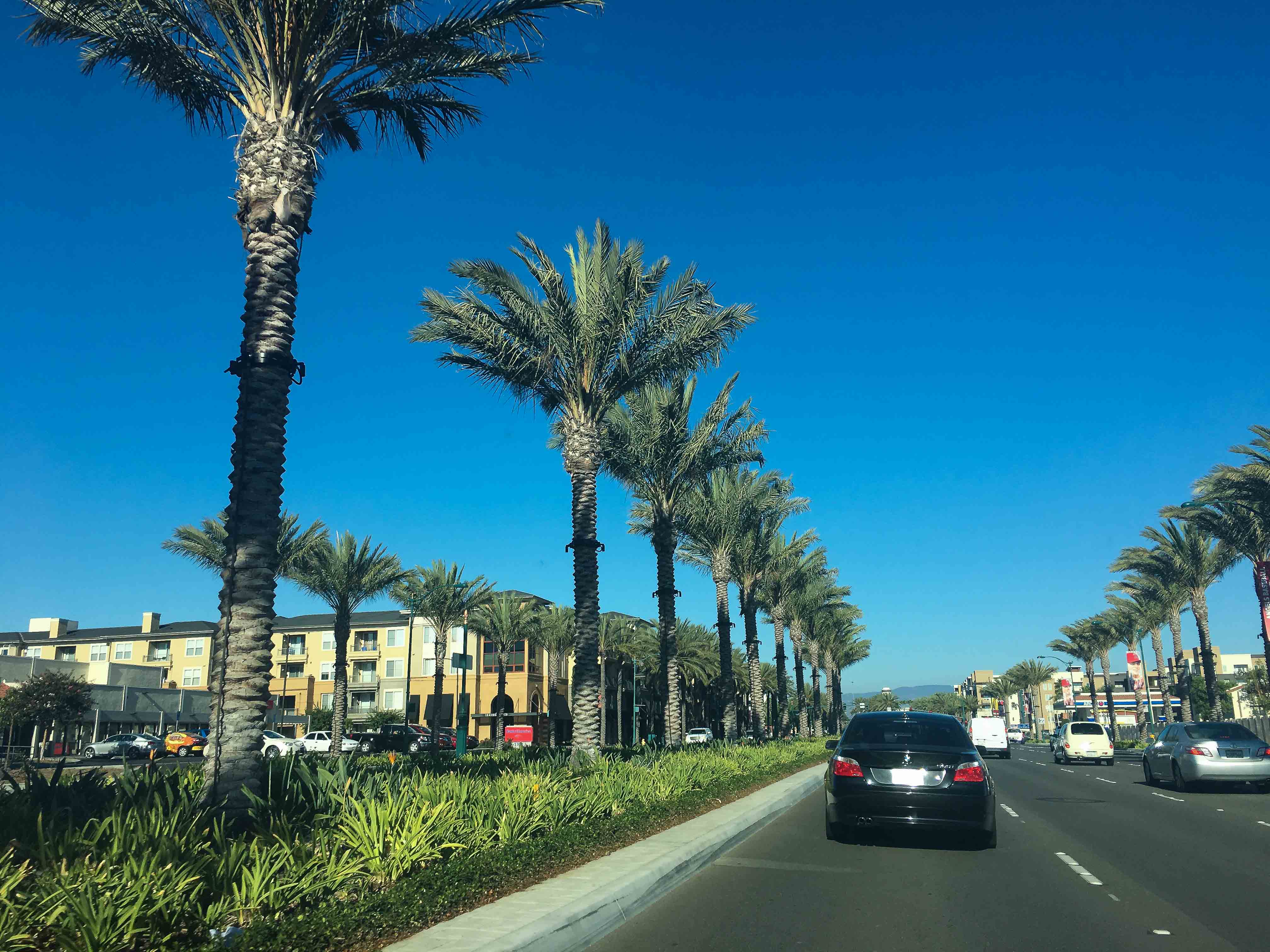 The LA Palm Trees