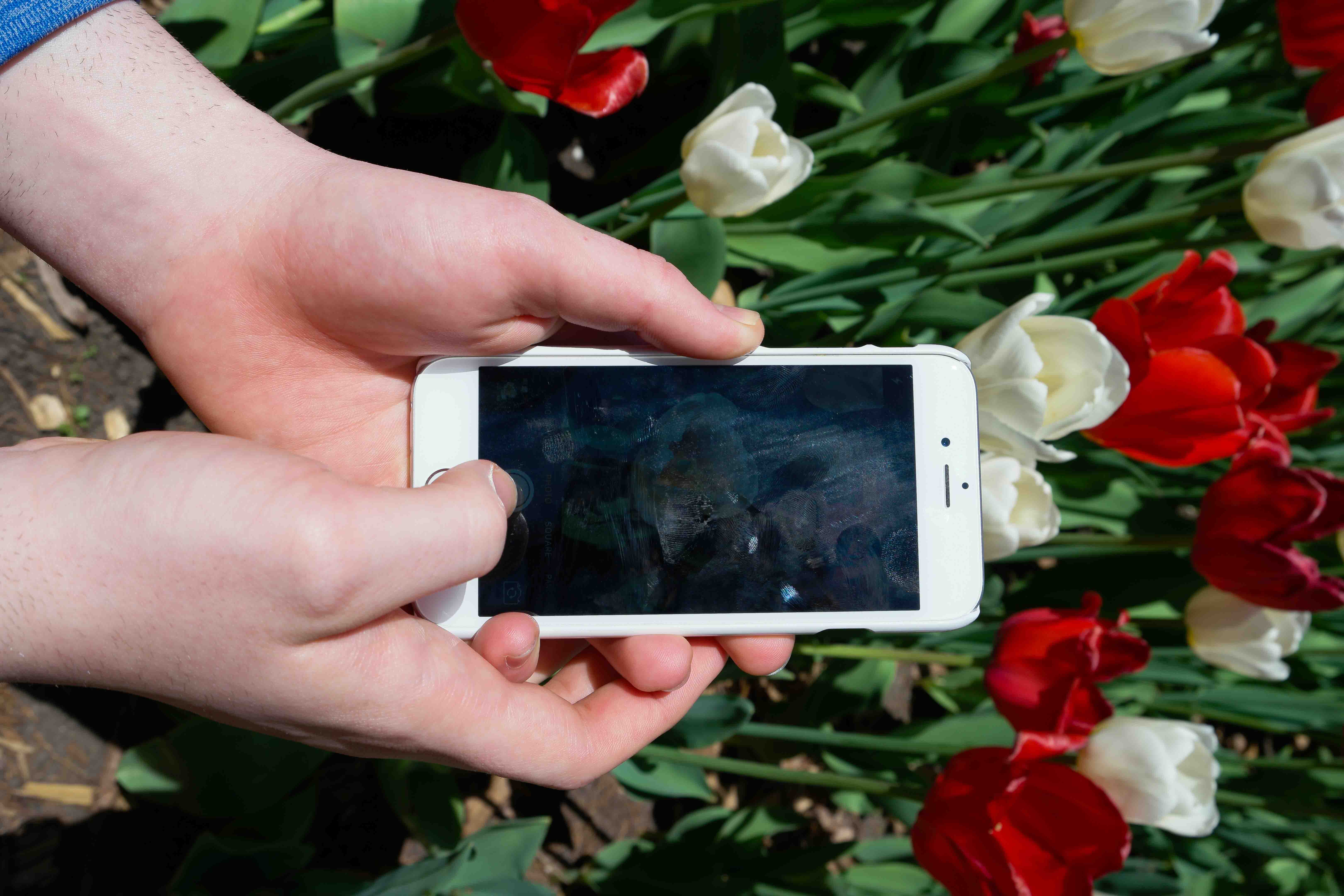 A picture of Donald taking a picture of the tulips