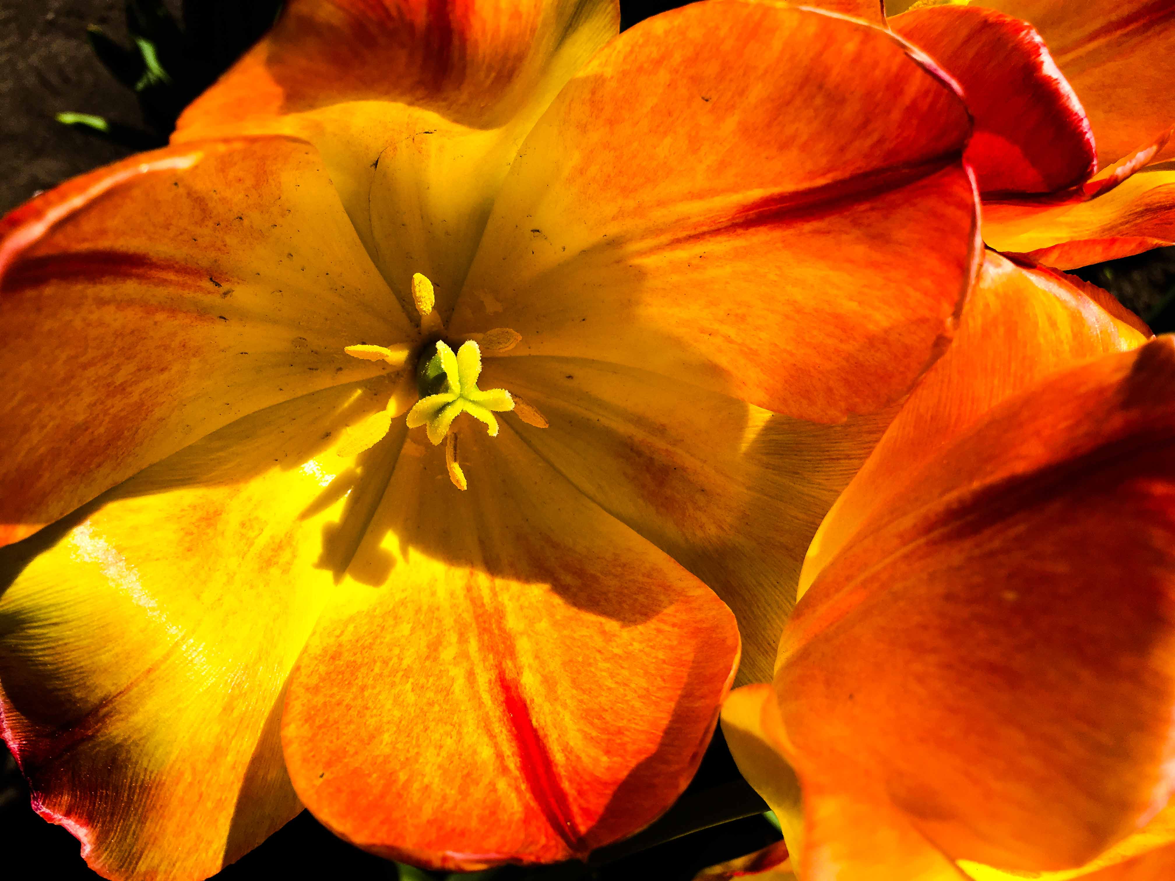 Tulips