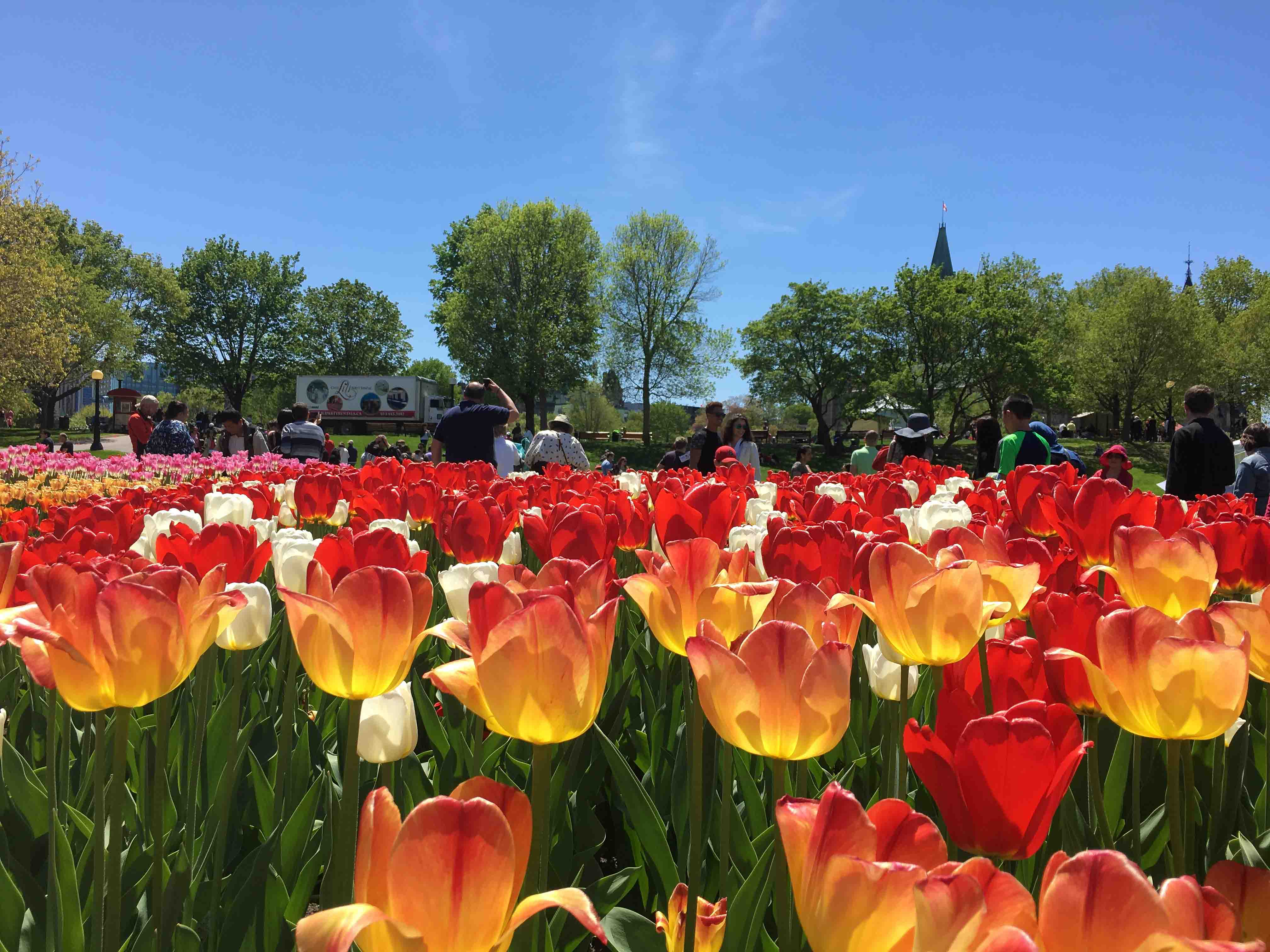 Tulips