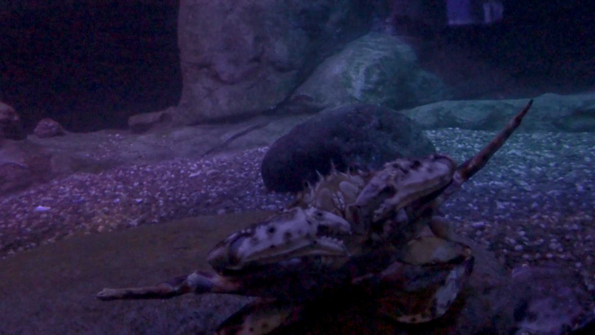Crab