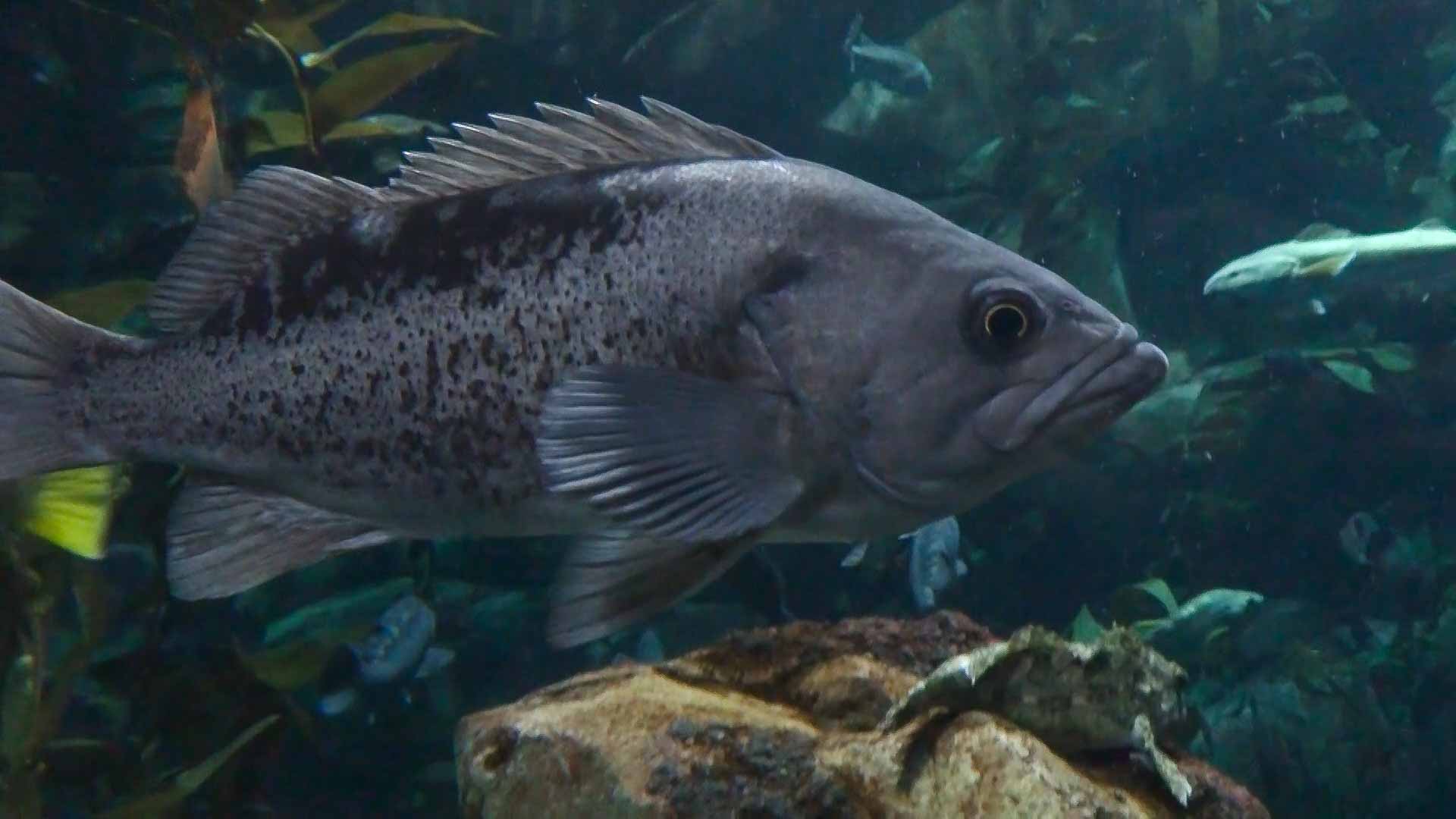 Big fish