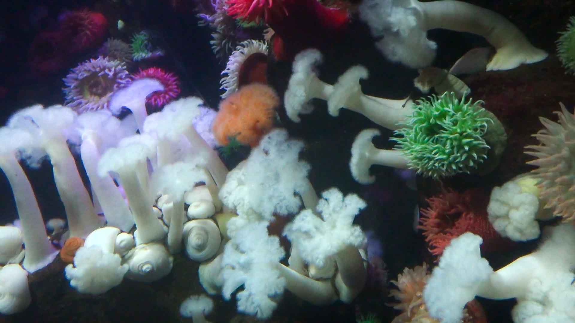 Ripleys Aquarium